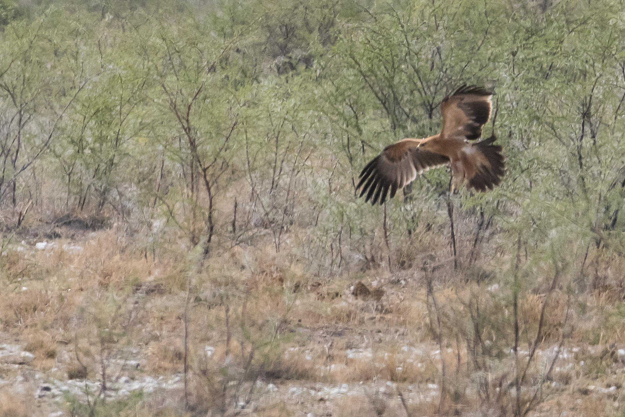 Aigle ravisseur (Tawny eagle, Aquila rapax), adulte survolant la brousse à la recherche de proies, Namutoni, Parc national d'Etosha, Namibie.